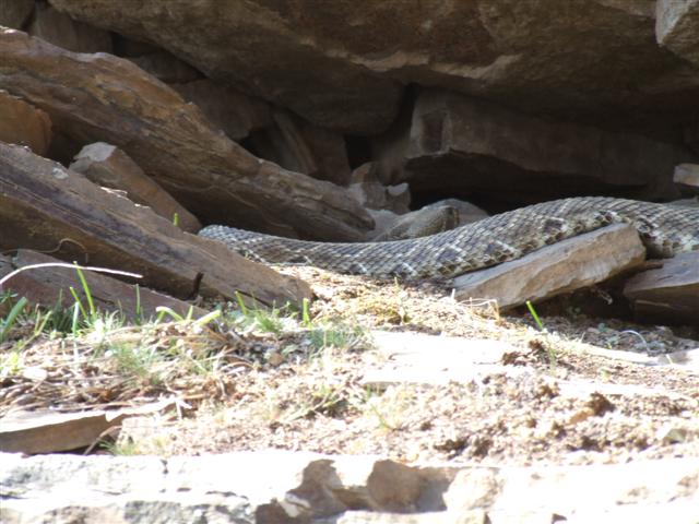 4th Diamondback.JPG [63 Kb]